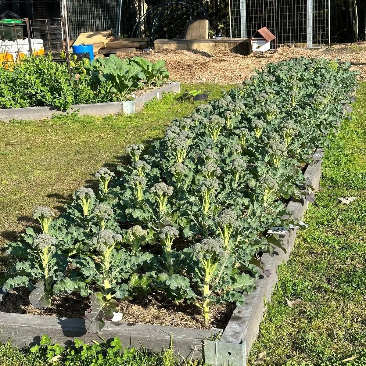 Individual plots